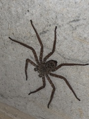 Selenops mexicanus