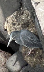 Butorides striata sundevalli