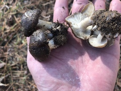 Lyophyllum anthracophilum