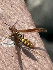 Polistes versicolor