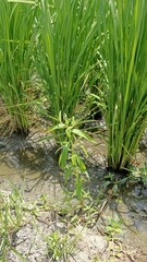 Sphenoclea zeylanica