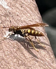 Polistes versicolor