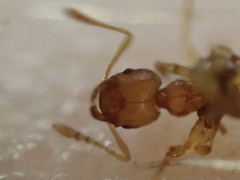 Pheidole bilimeki