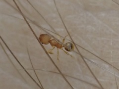 Pheidole bilimeki