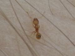 Pheidole bilimeki