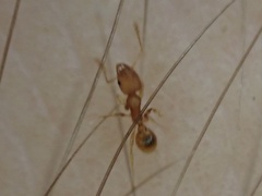 Pheidole bilimeki