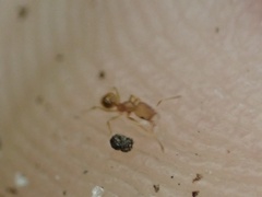 Pheidole bilimeki