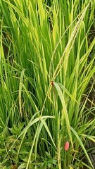 Pseudagrion pilidorsum