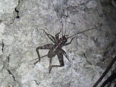 Gryllomorpha dalmatina