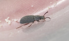 Blapstinus sulcatus