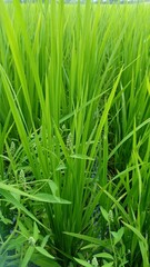 Sphenoclea zeylanica