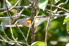Turdus hortulorum