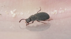 Blapstinus sulcatus