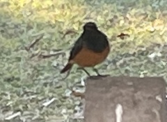 Phoenicurus ochruros