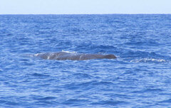 Physeter macrocephalus