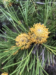 Isopogon anethifolius
