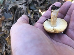 Russula appalachiensis