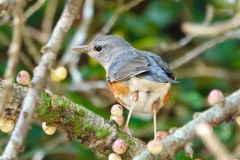 Turdus hortulorum