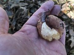 Russula appalachiensis
