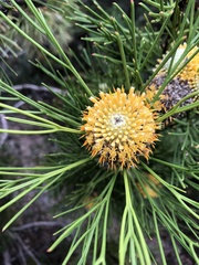 Isopogon anethifolius