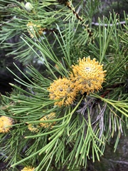 Isopogon anethifolius