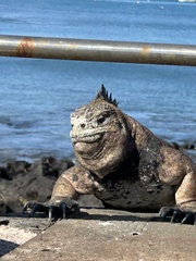 Amblyrhynchus cristatus