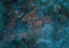 Chilomycterus antennatus