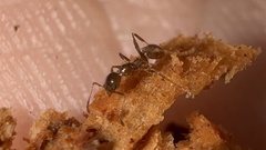 Pheidole dentata