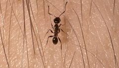 Pheidole dentata