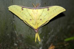 Actias parasinensis