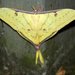 Actias parasinensis - Photo (c) Vijay Barve, some rights reserved (CC BY), uploaded by Vijay Barve