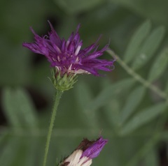 Vernonia acaulis