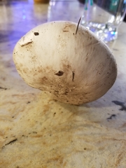 Agaricus bisporus