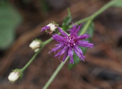 Vernonia acaulis