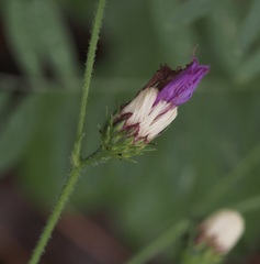 Vernonia acaulis