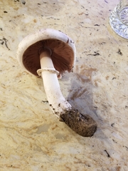 Agaricus bisporus