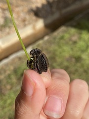 Brachycerus