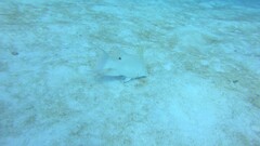 Lachnolaimus maximus