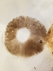 Agaricus bisporus