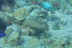 Cephalopholis cruentata