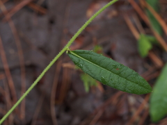 Vernonia acaulis