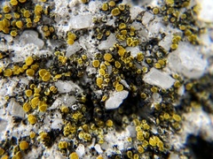 Xanthocarpia feracissima