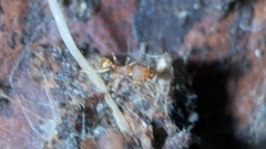 Pheidole bilimeki