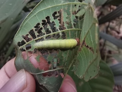 Darpa striata