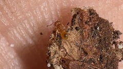 Pheidole bilimeki