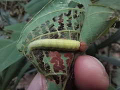 Darpa striata