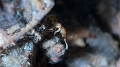 Pheidole bilimeki