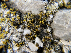 Xanthocarpia feracissima