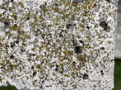 Xanthocarpia feracissima