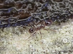 Pheidole dentata